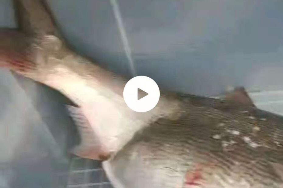 AMS365-昆山市违法捕捞举报-649